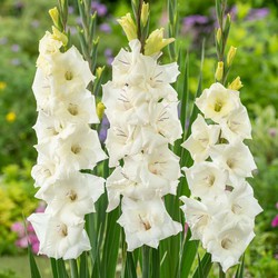 Gladiolus 'Glamini Amber' Mini-gladiool - Set van 21 - Tuinbloemen - Wit
