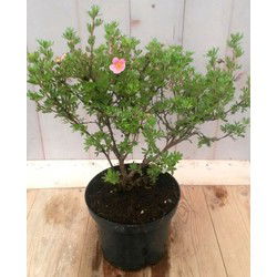 Potentilla rood