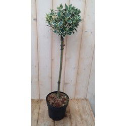 2 stuks - 