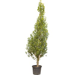 Italiaanse populier Populus nigra italica 450 cm