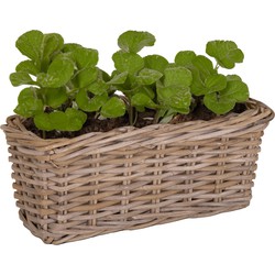 Mega Collections Planten/bloemen mand Levi - rotan - naturel - 40 x 15 x 17 cm - plantenpot voor buiten - Plantenpotten