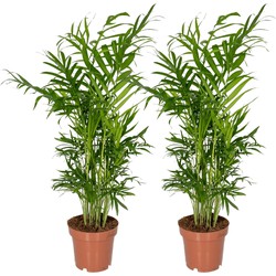 Hello Plants Chamaedorea Elegans Kamerpalm - 2 Stuks - Ø 12 cm - Hoogte: 40 cm - Mexicaanse Dwerpalm