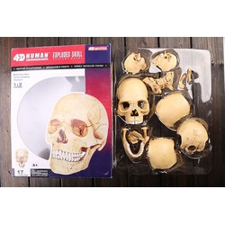 Educatief Speelgoed Anatomie model schedel– 4D educatieve puzzel