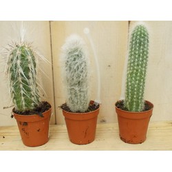 3 stuks! Kamerplant Cactus mini hoog