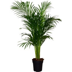 ZynesFlora - Dypsis Lutescens - Kamerplant - Ø 21 cm - Hoogte: 120 - 130 cm - Luchtzuiverend - Goudpalm - Palm