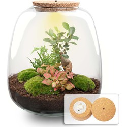 URBANJNGL - Plant terrarium - Emma Bonsai - DIY kit - ↑ 25 cm