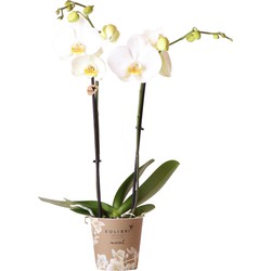 Kolibri Orchids | witte Phalaenopsis orchidee - Dame Blanche - potmaat Ø12cm | bloeiende kamerplant - vers van de kweker