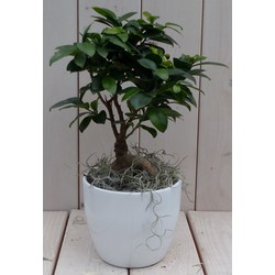 Bonsai Ficus microcarpa witte pot 30 cm - Warentuin Natuurlijk