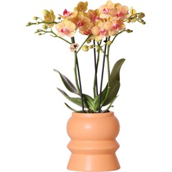 Kolibri Orchids | Oranje Phalaenopsis orchidee – Jamaica + Tower sierpot peach – potmaat Ø9cm – 40cm hoog | bloeiende kamerplant in bloempot - vers van de kweker