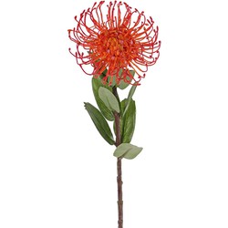 Leucospermum cordifolium oranje kunstbloem zijde nepbloem