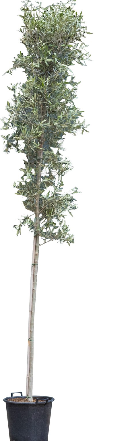 Olijfboom hoogstam Olea europaea 325 cm - Warentuin Natuurlijk - 
