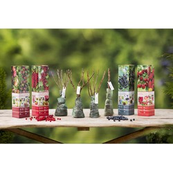 Fruitplanten set 4x - 1x rode bes - 1x zwarte bes - 1x framboos - 1x kruisbes rood - Heerlijk fruit - 30-38 cm