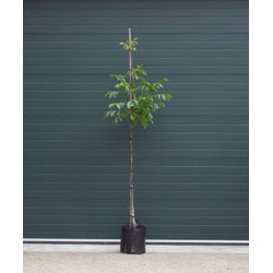 Walnotenboom Broadview Juglans r. Broadview h 275 cm st. omtrek 7 cm