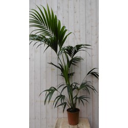 Kamerplant Kentiapalm 120 cm