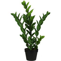 Zamioculcas 65 cm