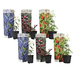 Superfruit - 6 Fruitbomen - Bosbes - Cranberry - Goji - Pot 9cm - Hoogte 25-40cm