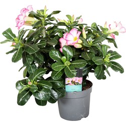 Adenium Obesum - Wit - Woestijnroos - Pot 13cm - Hoogte 30-40cm