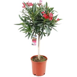 Nerium Oleander - Tuinplant - Pot 21cm - Hoogte 80-90cm