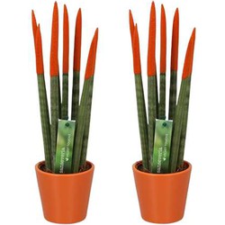 Sansevieria Cylindrica - Velvet Touch - Set van 2 - Pot 9cm - Hoogte 20-40cm