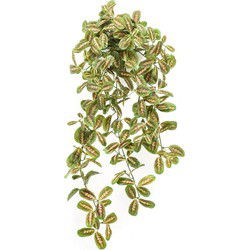 Maranta hanging bush 70 cm multicolor