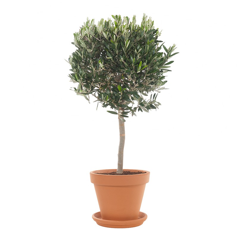 Olijfboom (Olea europaea) incl. terracotta pot - 