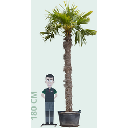 Chinese waaierpalm 270 cm stamhoogte Trachycarpus Fortunei 370 cm - Warentuin Natuurlijk