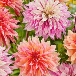 Dahlia 'Labyrinth' - Set van 6 - Dahliaknollen - Zomerbloeiers - Roze