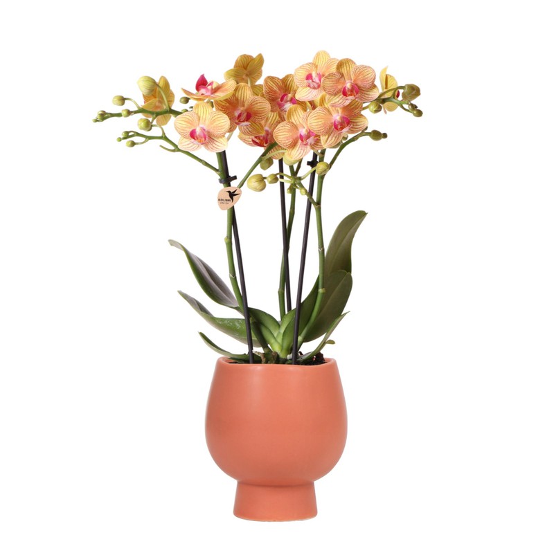 Kolibri Orchids | Oranje Phalaenopsis orchidee – Jamaica + Scandic sierpot terracotta – potmaat Ø9cm – 40cm hoog | bloeiende kamerplant in bloempot - vers van de kweker - 