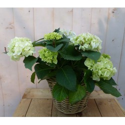 Hortensia in een mand wit