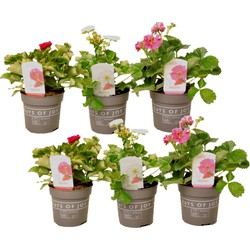 Fragaria 'Zomerbries' - Mix van 6 - Aardbeiplanten - Pot 10,5cm - Hoogte 15-25cm