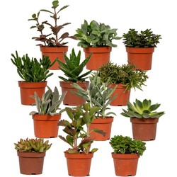 Hello Plants Vetplanten Succulenten Mix - 12 Stuks - Ø 10,5 cm Pot - Hoogte: 10.5 cm