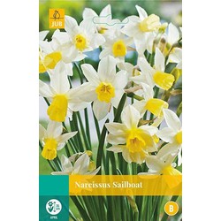 5 stuks - Narcissus Sailboat 4 bollen