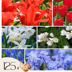 Hollandse bloembollen - Set van 125 - Tulipa Narcissus Scilla Allium Muscari