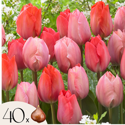 Tulpenbollen - Set van 40 - Tulipa 'Salmon', 'Van Eijk' - Bloembollen - Rood