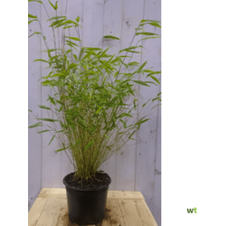 Bamboe niet woekerend 120 cm