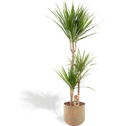 Hello Plants XXL Dracaena Marginata Drakenbloedboom - Ø 21 cm Pot Groen - Hoogte: 120 cm - Palm Kamerpalm