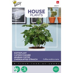 House Plants Coffea Arabica, koffieplant - Buzzy