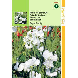 2 stuks - Lathyrus Odor. Royal Family Wit