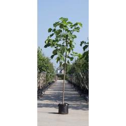 Anna Paulownaboom Paulownia tomentosa h 550 cm st. omtrek 22,5 cm