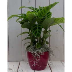 Calathea groen blad rode pot 40 cm