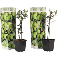 Olea Europaea - 2 olijfstruikjes - Pot 9cm - Hoogte 25-40cm