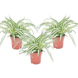 Chlorophytum comosum 'Atlantic' - Set van 3 - Pot 12cm - Hoogte 25-40cm