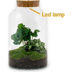 URBANJNGL - Planten terrarium • Milky Coffea met lamp • Ecosysteem plant • ↑ 31 cm