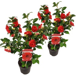 Floraya - Camellia japonica Rood 2 stuks  - Hoogte 30-35 cm