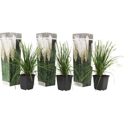 Cortaderia selloana - Set van 3 - Siergras - Wit - Pot 9cm - Hoogte 25-40cm