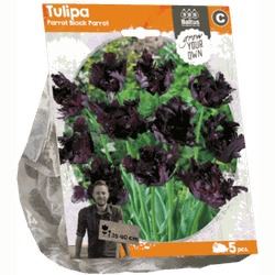 3 stuks - Tulipa Parrot Black Parrot per 5