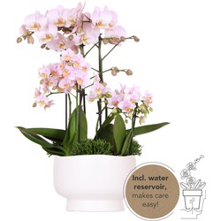 Kolibri Orchids | roze plantenset in Scandic dish incl. waterreservoir | drie roze orchideeën en drie groene planten | Field Bouquet roze met zelfvoorzienend waterreservoir
