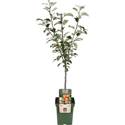 Hello Plants Malus Domestica Elstar Appelboom - Fruitboom - Ø 23 cm - Hoogte: 100 cm