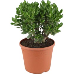 Crassula ovata Minor - Vetplant - Kamerplant - Pot 30cm - Hoogte 60-65cm