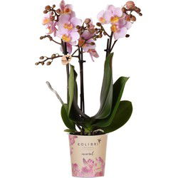 Kolibri Orchids | Roze phalaenopsis orchidee - Andorra - potmaat Ø9cm | bloeiende kamerplant - vers van de kweker